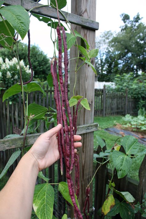 The Amazing Red Noodle Bean - Hobby Farms Climbing Beans, Tall Garden Trellis, Asparagus Beans, Vegetable Planters, Goth Garden, Long Bean, Wooden Trellis, Starting A Vegetable Garden, Gothic Garden