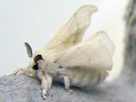 Cute Moths | Recent Photos The Commons Getty Collection Galleries World Map App ... Venezuelan Poodle Moth, Silkworm Moth, Poodle Moth, Types Of Moths, White Moth, Silk Moth, Cute Moth, Colorful Moths, Cool Bugs