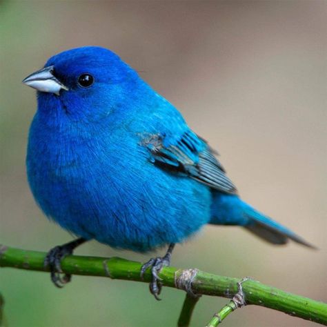 Indigo bunting Birds Wallpaper Hd, Bunting Bird, Indigo Bunting, Painted Bunting, Bird Supplies, Bird Wallpaper, Backyard Birds, All Birds, Colorful Birds