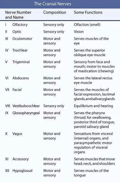 Nerve review Vestibulocochlear Nerve, Cranial Nerves Mnemonic, Sensory Motor, Nursing School Survival, Cranial Nerves, Nursing School Studying, Nursing School Tips, Medical School Studying, Nursing School Notes