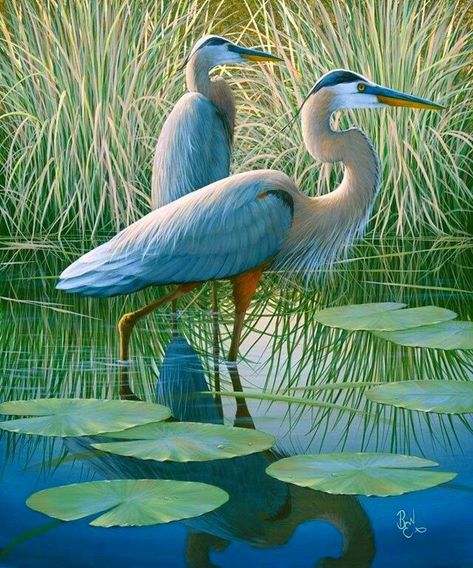 Art Mosaic, Herons, Haiwan Peliharaan, Bird Pictures, Blue Heron, Exotic Birds, Pretty Birds, Bird Photo, Colorful Birds