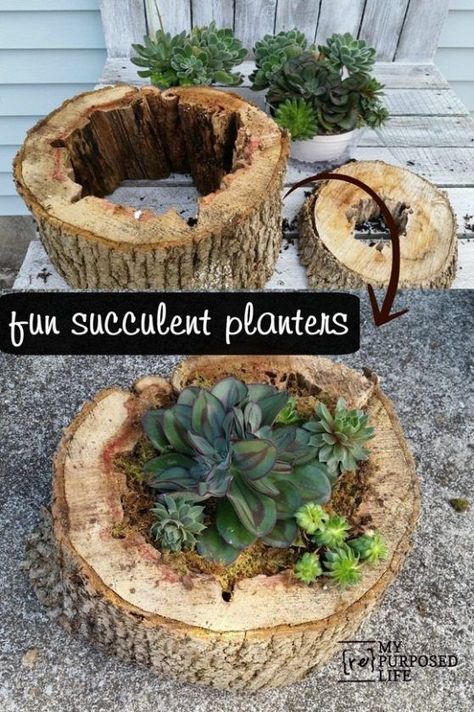 Sheet Moss, Projek Kayu, Taman Diy, Succulent Planter Diy, Jardim Diy, نباتات منزلية, Succulent Planters, Aquaponics System, Tree Stump