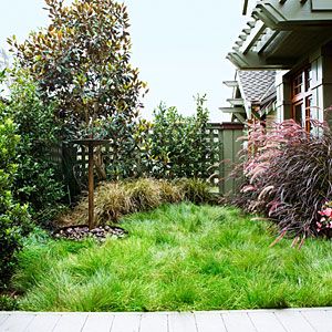 Plant a No-Mow Lawn: how to replace your thirsty lawn with a casual, easy-care meadow. Lawn Free Yard, Grass Alternative, No Mow Grass, Low Water Landscaping, Lawn Alternatives, Wildlife Garden, Drought Tolerant Landscape, Grasses Landscaping, Green Grass