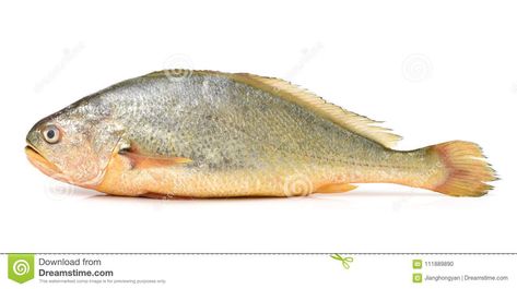 Yellow Croaker Fish stock photo. Image of dinner, yellow - 111889890 Croaker Fish, Cook Ideas, Fish Stock, Korean Dishes, No Background, Mediterranean Style, Maine House, Outdoor Kitchen, White Background