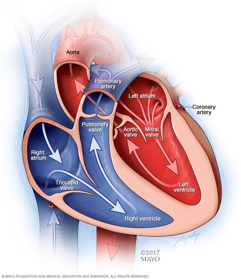 Mitral Valve Regurgitation, Heart Symptoms, Unexpected Loss, Aortic Valve Replacement, Tricuspid Valve, Mitral Valve, Heart Valves, Congenital Heart Defect, Medical Emergency