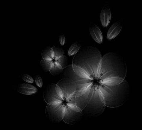 Pngs For Edits, Textures For Edits, Flower Overlay, Flowers Black And White, Wattpad Background, Aesthetic Black And White, Editing Resources, Color Splash Photography, Overlays Instagram