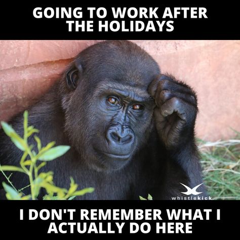 Work After Holiday Humor, Back To Work Humour, Martial Arts Humor, Holiday Meme, Relationship Ocd, Google Advertising, Going Back To Work, Job Humor, Unbelievable Facts