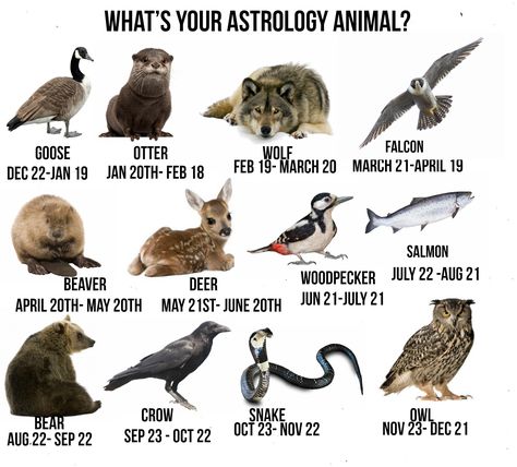 What's your Astrology Animal? Personality Traits and Characteristics. Birth Animal Tattoo, July Zodiac Sign, January Zodiac Sign, Native American Astrology, Cardinal Signs, Birth Animal, Spiritual Signs, Native American Zodiac, Native American Animals