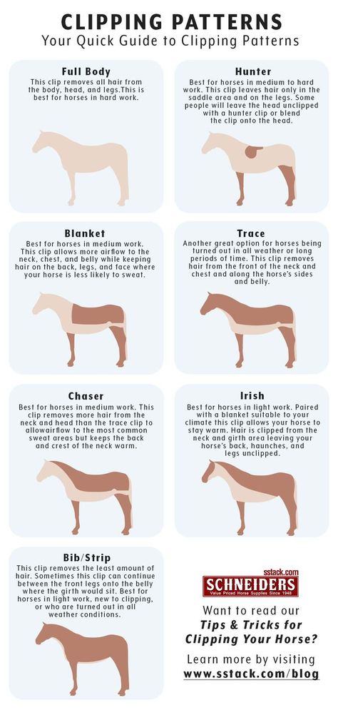 Clipping Patterns for horses Horse Training Exercises, Horse Braiding, Equine Care, Horse Riding Quotes, Horse Information, Horse Riding Outfit, Horse Exercises, Horse Clipping, Horse Facts