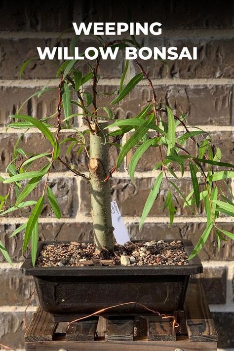 A miniature representation of the majestic Weeping Willow tree, known for cascading branches and slender, pendulous leaves. Plant lovers appreciate the Weeping Willow Bonsai for A mini Weeping Willow Bonsai captivates with cascading branches, slender leaves, and serene beauty. Explore our article for insights into shaping, containers, and the unique charm of this bonsai variety. Photo Credit: @2nakedcatsandbonsais Weeping Bonsai, Weeping Willow Bonsai, Types Of Bonsai Trees, Willow Bonsai, Boxwood Bonsai, Black Pine Bonsai, Wisteria Bonsai, Chinese Elm Bonsai, Elm Bonsai