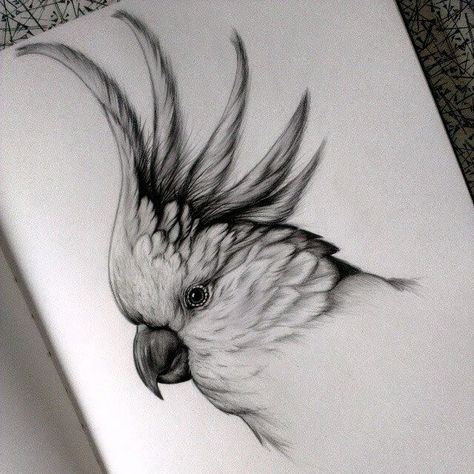 Parrot Cockatoo. Detailed Black and White Wildlife Drawings. Wildlife Drawings, Easy Pencil Drawings, Pencil Drawings Of Animals, Bird Sketch, Animal Drawings Sketches, Drawing Eyes, Drawing Hair, White Drawing, Pencil Art Drawings