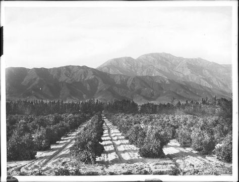 12. Ontario, 1900-1910. The beautiful citrus groves of Ontario as they looked over one hundred years ago. Ontario California, Ca History, California History, San Fernando Valley, Vintage Los Angeles, Take A Step Back, Vintage California, Rancho Cucamonga, City Of Angels