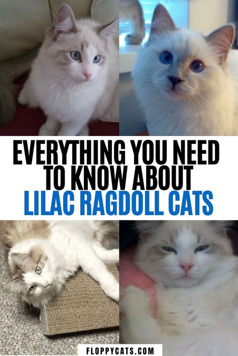 Everything you’ve ever wanted to know about lilac ragdoll cats | Lilac Ragdoll Kittens | Ragdoll Cats Lilac Blue | Ragdoll Cats Lilac Bicolor | Ragdoll Kitten Lilac Beautiful Cats | Ragdoll Cats Lilac Ragdolls | Ragdoll Cat Colors | Lilac Cat Color #lilacragdollcats #ragdollcatcolors #lilacragdollkittens Lilac Ragdoll Cat, Lilac Ragdoll, Bicolor Ragdoll, Lilac Cat, Ragdoll Cat Colors, Cats Ragdoll, Information About Cats, Folk Stories, Ragdoll Kittens