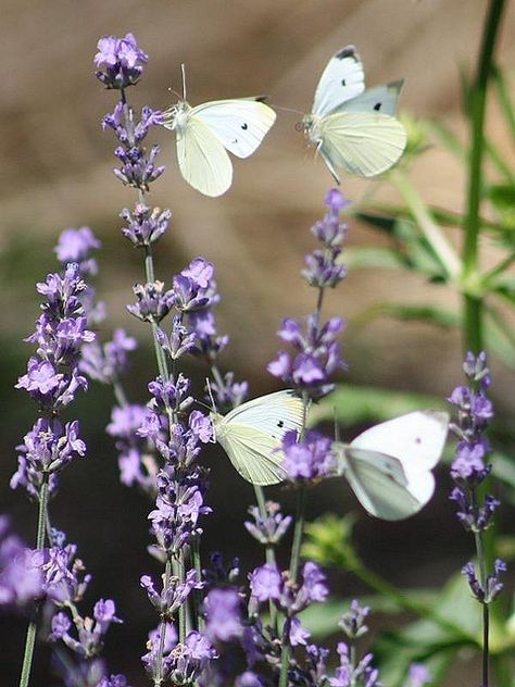 Four Butterflies White Moths, Cabbage Butterfly, Natural Decongestant, Beautiful Wings, Spring Butterfly, Garden Magic, Magical Nature, White Butterflies, Butterfly Quotes