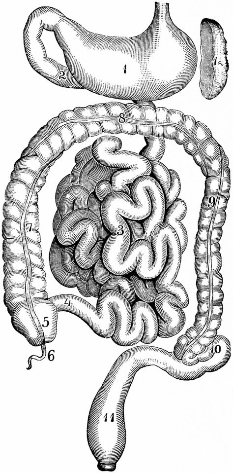 The Stomach and Intestines Intestines Drawing, Facial Muscles Anatomy, Stomach Drawing, Intestines Anatomy, Medical Drawings, Small Intestine, Vintage Medical, Large Intestine, Medical Illustration