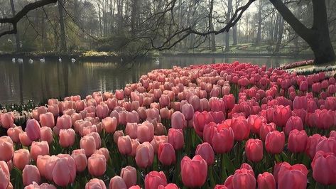 #tulips Tulips Desktop Wallpaper Hd 1080p, Ipad Wallpaper Tulips, Spring Pc Wallpaper, Macbook Wallpaper Aesthetic Flowers, Pink Tulips Header, Macbook Wallpaper Aesthetic High Quality Desktop Vintage, Pink Desktop Wallpaper Macbook, Spring Laptop Wallpaper Aesthetic, Aesthetic Pictures Laptop