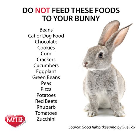 Rabbit Diet, Pet Rabbit Care, Somebunny Loves You, Rabbit Farm, Meat Rabbits, Bunny Hutch, Raising Rabbits, Pet Bunny Rabbits, List Of Foods