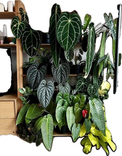 Wall Of Greenery, Botanical Academia, Anthurium Plant, Plant Goals, Plant Style, Plant Decor Indoor, Plant Aesthetic, House Plants Decor, Room With Plants