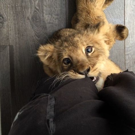 Baby Lions, Lion Cubs, Cute Lion, Lion Cub, Baby Lion, Cute Creatures, Cute Little Animals, Animals Friends, Cuteness Overload