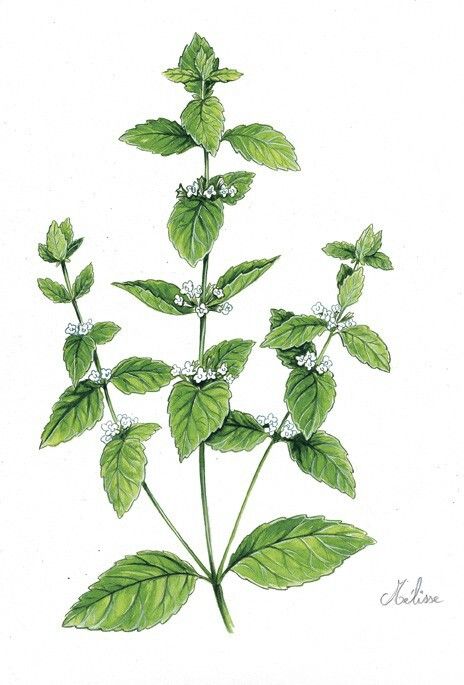 Melissa officinalis Melissa Officinalis Illustration, Mint Plant Drawing, Mint Leaf Tattoo, Voyager Tattoo, Tattoo Astronaut, Herbs Illustration, Melissa Officinalis, Watercolor Herbs, Astronaut Tattoo