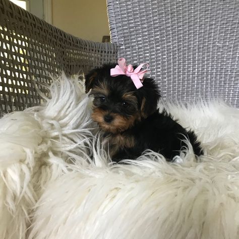 Yorkie Dog Aesthetic, Yea Cup Yorkie, Tea Cup Puppy, Cute Yorkie Puppies, Yorky Puppies, Baby Yorkies, Tea Cup Yorkie, Yorkies Puppies, Yorkie Teacup