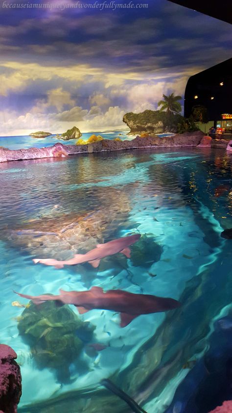 The Shark Lagoon of Ripley's Aquarium of the Smokies. The aquarium is one of the most popular tourist spots in Gatlinburg, Tennessee. Ripley's Aquarium Of The Smokies, Ripleys Aquarium Gatlinburg, Ripleys Aquarium, Aquarium Pictures, Tennessee Aquarium, Gatlinburg Tennessee, The Aquarium, Internet Memes, Deep Blue Sea