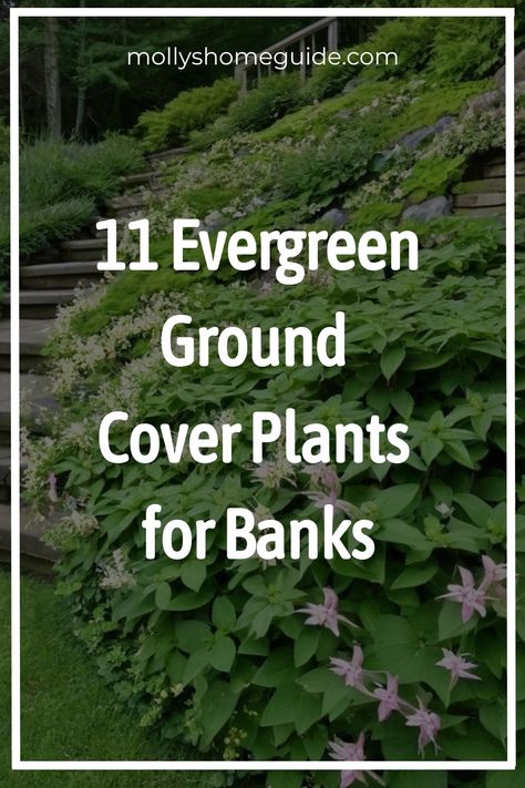 Discover a variety of ground cover plants perfect for banks and slopes. Explore how to grow low-maintenance and easy-to-grow options like Creeping Phlox. Enhance your garden with evergreen, shade-loving, flowering, and beautiful ground cover plants. Get inspired by sloping garden ideas incorporating these versatile plants into your landscaping design. How To Grow Creeping Thyme, Hillside Ground Cover Ideas, Sweet Woodruff Ground Cover, Walkable Ground Cover, Ground Cover For Slopes, Ground Cover Evergreen, Sloping Garden Ideas, Garden Ground Cover, Evergreen Ground Cover Plants