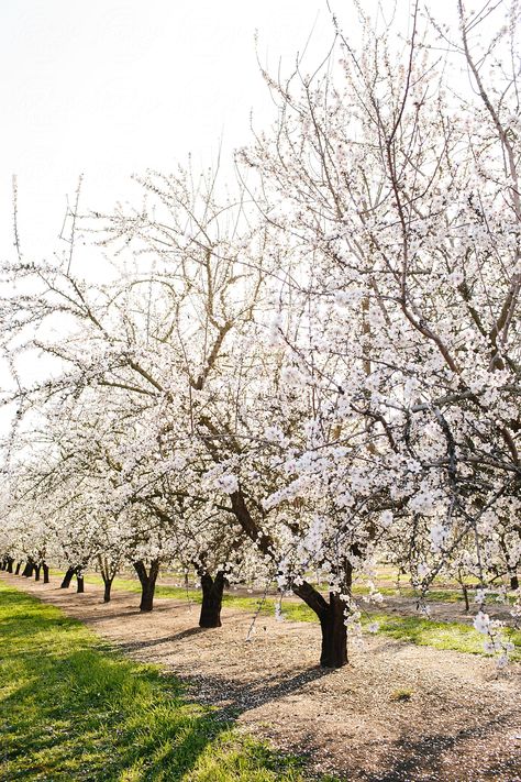 Almond Tree Orchard In Bloom | Stocksy United Beehive Painting, Tree Orchard, Courtyard Landscaping, Vision Of Love, Almond Tree, Farm Photography, Blooming Trees, Fruit Photography, Tree Drawing