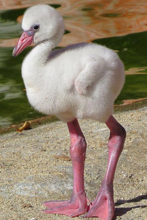 Baby Flamingo, Flamingo Pictures, Flamingo Bird, Flamingo Art, Big Bird, Pretty Birds, Colorful Birds, Pink Flamingo, Wild Birds