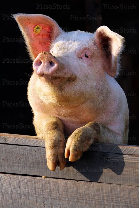 Pig Reference Photo, Pig Side View, Pig Cheeks, Pig Reference, Pig Aesthetic, Pig Photography, Pig Portrait, Pig Photo, Smiling Pig