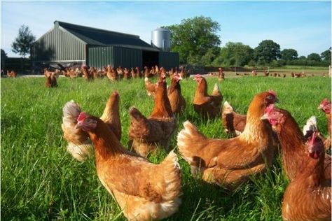 Kimberly Snyder, Free Range Eggs, Cage Free Eggs, Healthy Eggs, Organic Eggs, Best Selling Author, Nourishing Foods, Chicken Coops, Beta Carotene