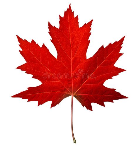 Maple Leaf Images, Maple Leaf Tattoos, Maple Tree Tattoos, Maple Leaf Art, Autumn Leaves Craft, Red Maple Tree, Red Maple Leaf, Live Tree, Red Pictures