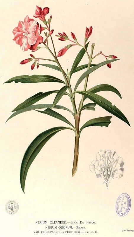 Imagen Nerium oleander (PIER) Oleander Plants, Nerium Oleander, Poisonous Plants, Illustration Botanique, Botanical Painting, Botanical Drawings, Different Flowers, Botanical Flowers, Laura Lee