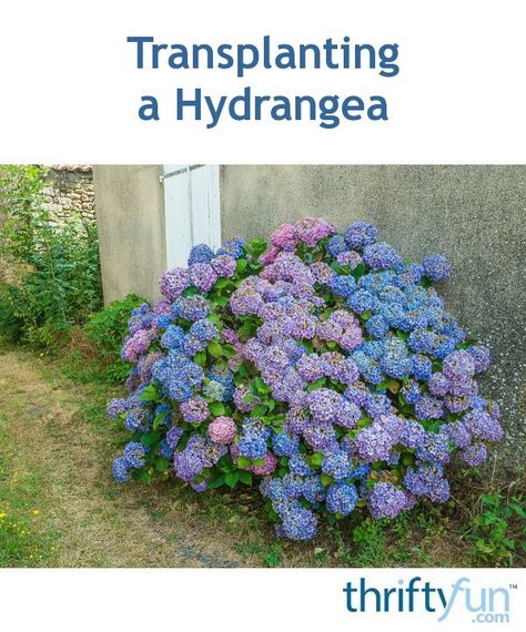 The best time to transplant a hydrangea is when it is dormant, in the late fall or very early spring, when the leaves have fallen, but have not yet emerged for the new season. This is a guide about transplanting a hydrangea. How To Transplant Hydrangea Bushes, When Is The Best Time To Transplant Hydrangeas, When To Transplant Hydrangeas, Transplant Hydrangea, Transplanting Hydrangeas, Hydrangea Types, Transplanting Roses, Hydrangea Shade, Shade Plants Container