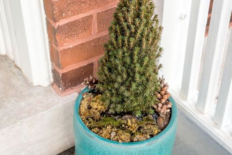 Trees In Pots, Tall Potted Plants, Picea Glauca, Alberta Spruce, Growing Trees, Live Christmas Trees, Spruce Christmas Tree, Plant Help, Specimen Trees