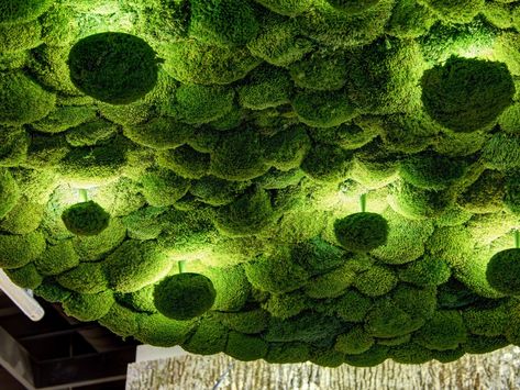 Cushio moss wall lamp / ceiling lamp MOOSALISA by Freund GmbH Green Wall Lighting, Moss Ceiling, Mos Wand, Green Wall Design, Moss Walls, Vertical Garden Indoor, Moss Decor, Moss Wall Art, Lamp Ceiling