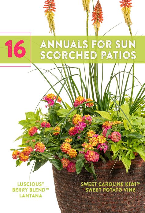 Full Sun Container Plants, Full Sun Annuals, Potted Plants Patio, Full Sun Flowers, Patio Flowers, Porch Flowers, Container Garden Design, Potted Plants Outdoor, Full Sun Plants