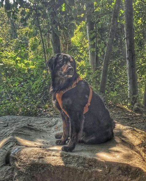 Golden Bernese Mountain Dog, Big Dog Breeds Gentle Giant, Golden Mountain Dog, Massive Dog, Gentle Giant Dogs, Mountain Dog Breeds, Massive Dogs, Golden Mountain, Big Dog Breeds