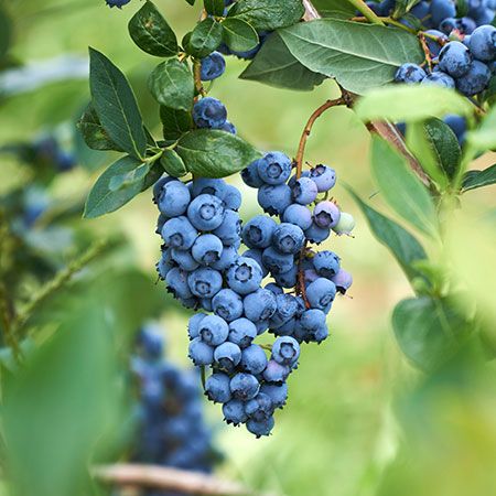 An Organically-Grown Ornamental, Perfect for Robust Blueberries Down South  - 	The Powderblue Blueberry Bush is synonymous with rich, robust growth and bold blueberries that thrive down South. Perfect for healthful growth and fresh fruit in zones 7-9, the Powderblue Blueberry is heat tolerant and only requires around 500 chill hours. Its vigorous growth in moderate to... Sangiovese Wine, Red Desserts, Growing Blueberries, Blueberry Plant, Blueberry Bushes, Wine Food Pairing, Growing Grapes, Montepulciano, Red Grapes