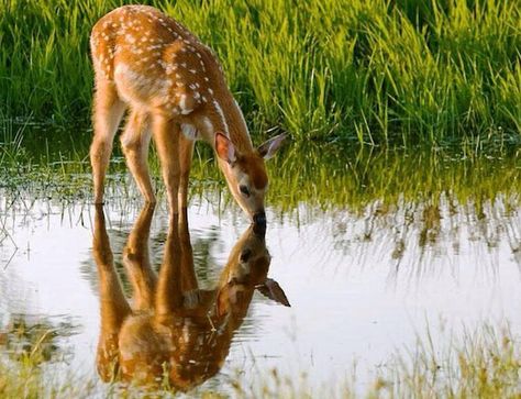 - Deer Drinking Water, Animal Rights Quotes, Morning Reflection, Reflection Painting, Deer Pictures, Water Reflections, Healing Arts, Willow Tree, Water Painting