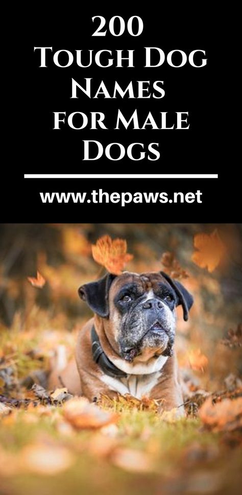 Find the best male pet name by browsing our list of tough dog names. #dognames #bestdognames #boxerdognames #maledognames #maledogs #dogs #pets #thepaws Male Pet Names, Names For Male Dogs, Tough Dog Names, Boxer Dog Names, Best Dog Names, Male Boxers, Plott Hound, Pet Name, White Dogs