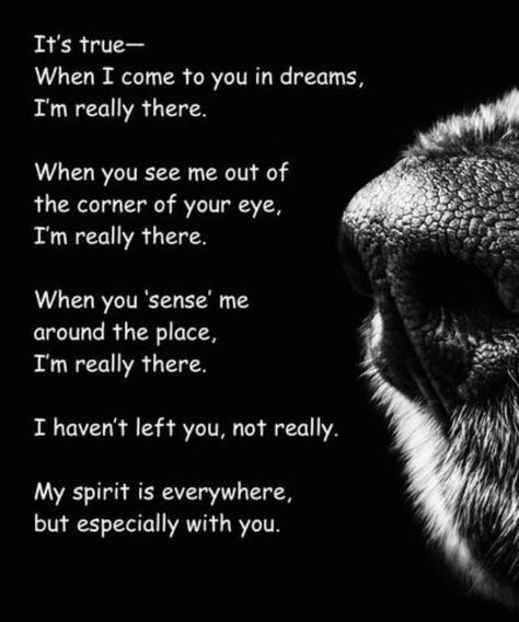 Dog Heaven Quotes, Miss My Dog, Dog Poems, Dog Quotes Love, Dog Heaven, Pet Remembrance, Lovers Quotes, Losing A Pet, Pet Loss