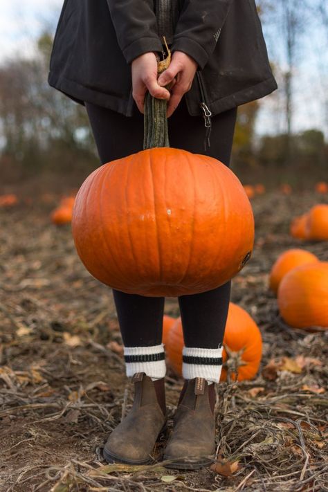 Pumpkin Patch Photoshoot, Pumpkin Patch Pictures, Best Pumpkin Patches, Bucket List Family, Pumpkin Farm, Thanksgiving Pumpkin, Autumn Thanksgiving, Pumpkin Picking, Best Pumpkin