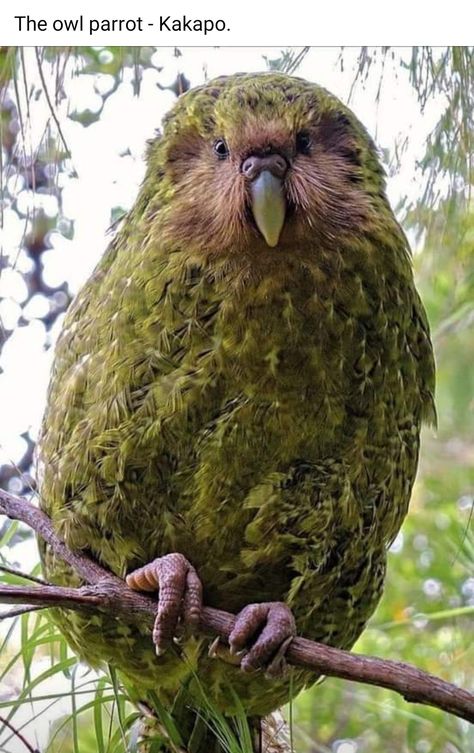 Kakapo Parrot, Animal Poses, 2024 Board, Animal Reference, Animal References, Interesting Animals, Unusual Animals, About Animals, Rare Animals