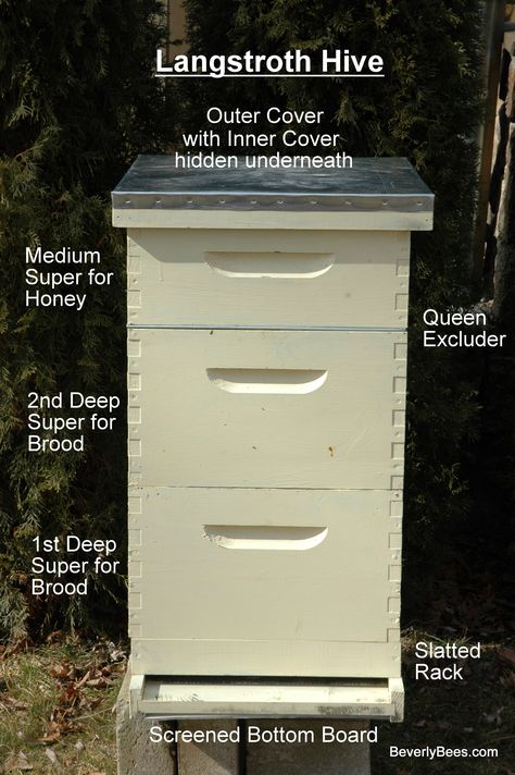 Bee Keeping Hives, Bee Hives Boxes, Langstroth Hive, Bee Hive Plans, Backyard Bee, Beekeeping For Beginners, Raising Bees, Bee Colony, Backyard Beekeeping