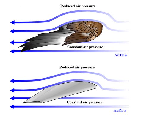 How Do Birds Fly, Jet Turbine, Aircraft Wing, Aviation Education, Fluid Mechanics, Aircraft Maintenance, Fluid Dynamics, Engineering Science, Drone Design