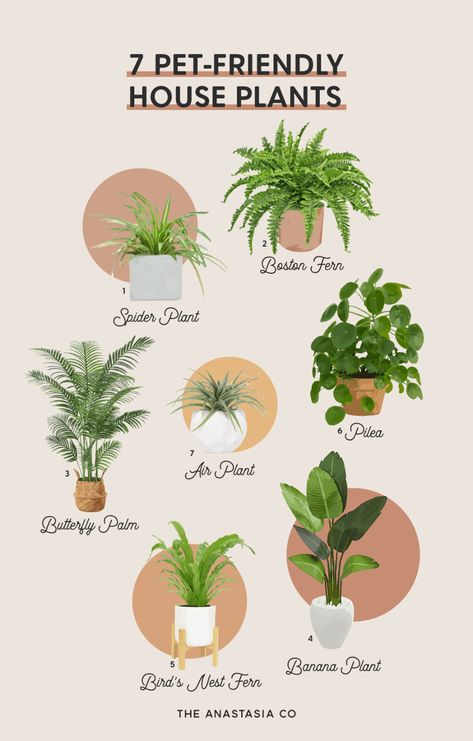 7 Pet-Friendly House Plants - The Anastasia Co No Sun House Plants, Beginner Friendly Plants, Indoor Plants Non Toxic To Cats, House Plants Uk, Non Toxic House Plants Cat, House Plants Beginner, Beginner Plants Indoor Pet Friendly, Indoor Plants Nontoxic To Pets, Nontoxic Plants For Cats