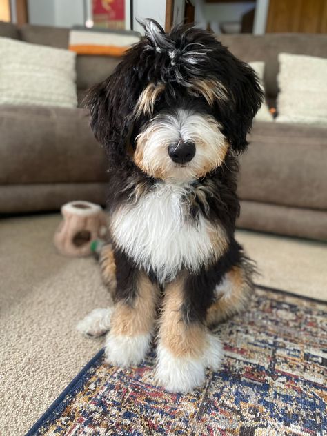 Grown up Bernedoodle puppies Micro Bernedoodle Full Grown, Aussie Bernedoodle, Bernadoodles Full Grown, Bernedoodle Grooming Styles, Mini Bernedoodle Full Grown, Bernedoodle Haircut, Black Otter Rex Rabbit, Bernadoodle Puppy, Dream Puppy