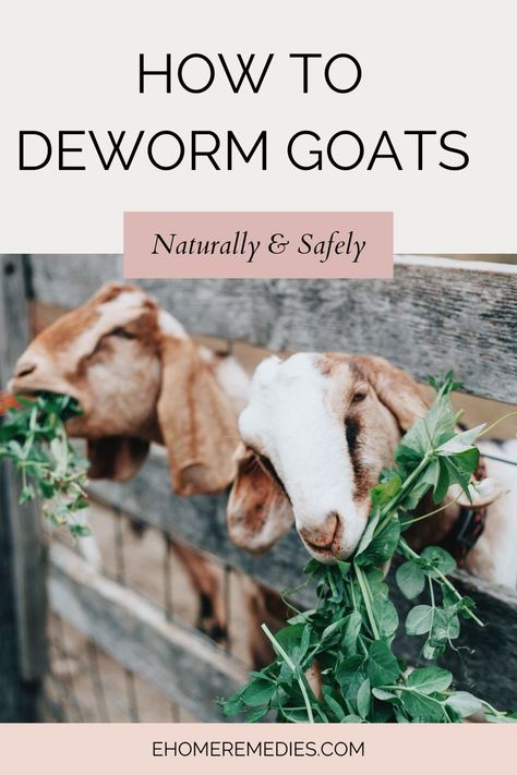 How to Deworm Goats Naturally and Safely. Deworming goats is one of the most important parts of goat care. Learn what dewormers are available, how they work, and how to deworm goats naturally and safely. How To Take Care Of Goats, Owning Goats For Beginners, Natural Goat Dewormer Recipe, Natural Dewormer For Goats, Goat Hoof Trimming Stand, Herbs For Goats, Dairy Goats For Beginners, What To Feed Goats, Taking Care Of Goats