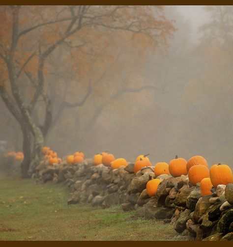 Misty morning... Fog Autumn, Autumn Scenery, Fabulous Fall, The Fog, Autumn Beauty, Fall Pictures, Fall Favorites, Autumn Aesthetic, Fall Harvest